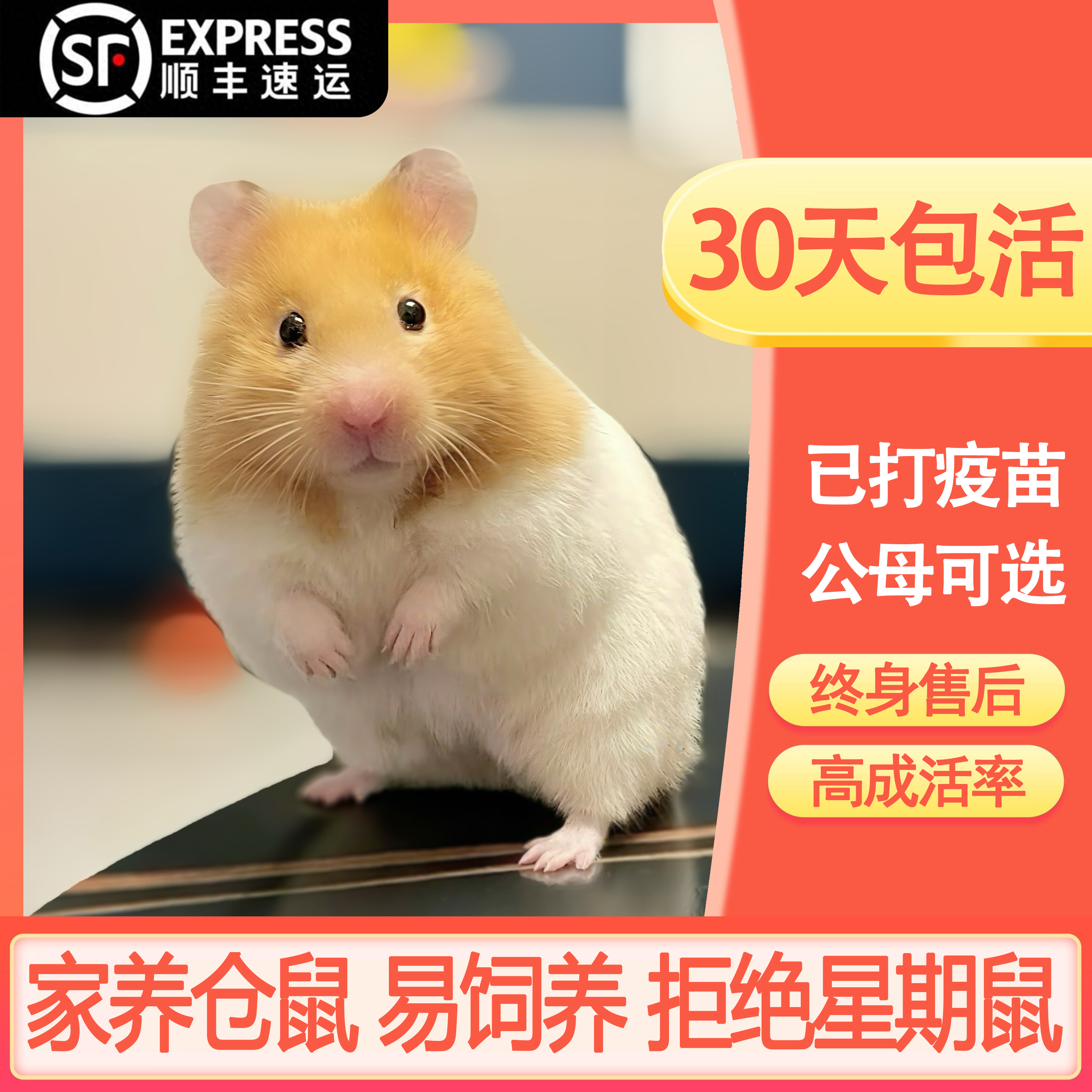 仓鼠活物已打疫苗金丝熊一对包活
