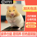 仓鼠活物已打疫苗家养金丝熊一对银狐布丁紫仓奶茶公婆小苍鼠活体