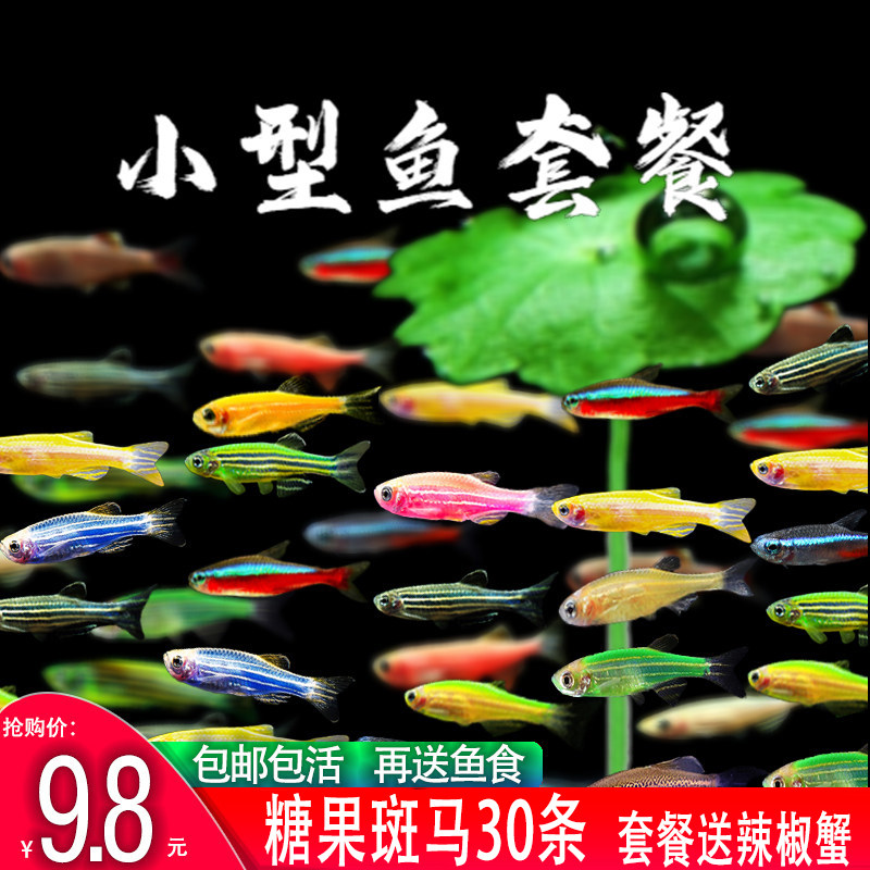 斑马鱼小型热带鱼观赏鱼易养活的灯科鱼群游鱼活体鱼新手鱼冷水鱼