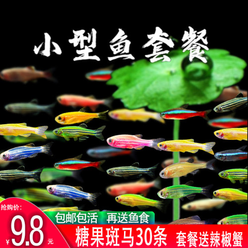 斑马鱼活体观赏鱼新手易养群游