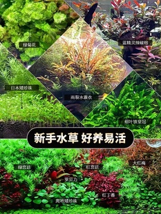 活体水草新手水草万年藓易活的鱼缸前景蜈蚣草绿菊花懒人造景坨草