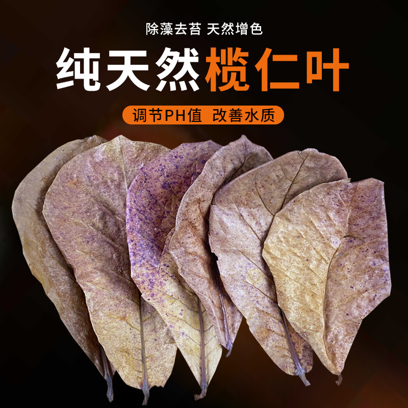 养龟龙眼叶乌龟缸造景叶子天然榄仁叶降低鱼缸ph值调节懒人叶降酸