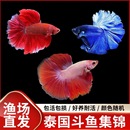 泰国斗鱼马尾狮王半月母将军大耳斗鱼观赏鱼热带鱼活体宠物淡水鱼