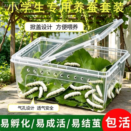 蚕卵蚕宝宝小学生养蚕套装架子三年级蝉宝宝新鲜桑叶活幼虫蛹彩色