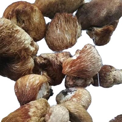 白长山FTO自长猴头菇粉然自然凉晒生大小不一非烘干
