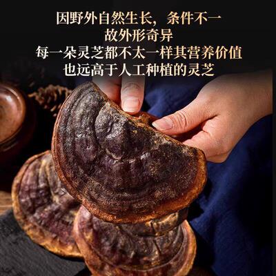 宏本正堂品生灵UPD芝250 整枝野生赤灵芝 云野南野生赤g林芝无柄