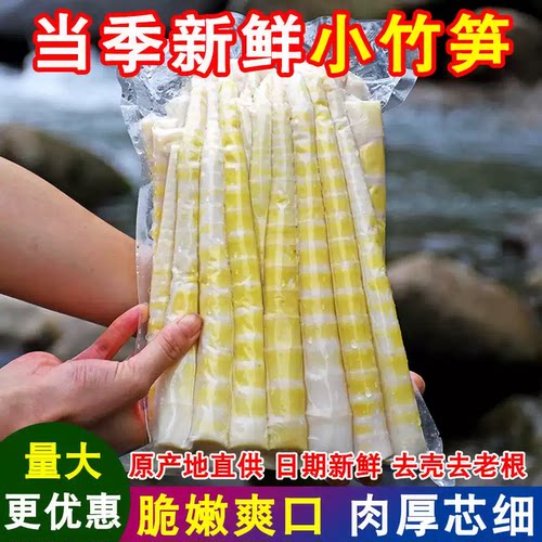 竹笋嫩笋尖当季新鲜小竹笋剥笋