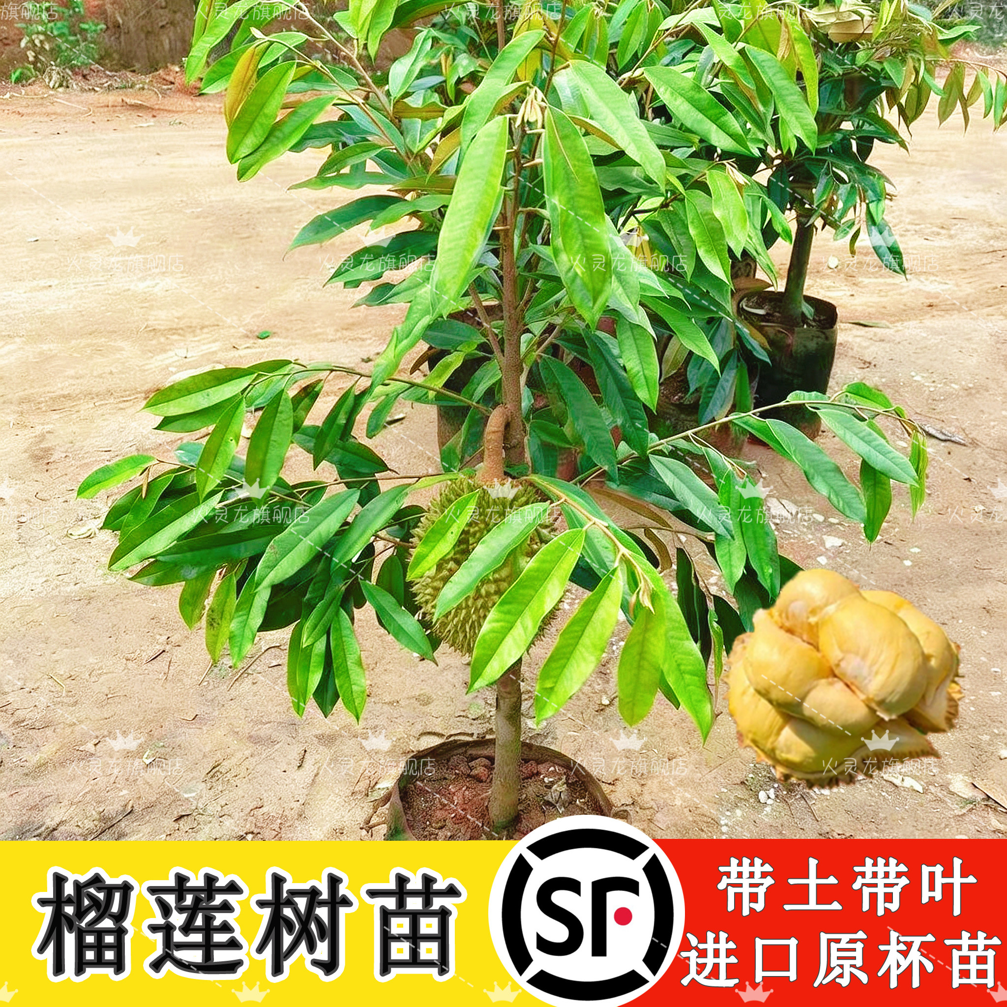 泰国榴莲苗正品榴莲嫁接苗