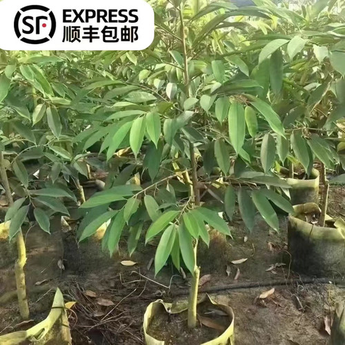 榴莲果树苗嫁接猫山王