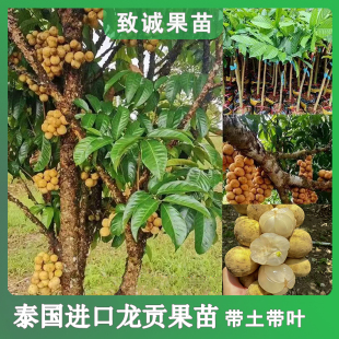 泰国进口龙贡果树苗嫁接龙宫果特大杯苗庭院盆栽地栽南方种植