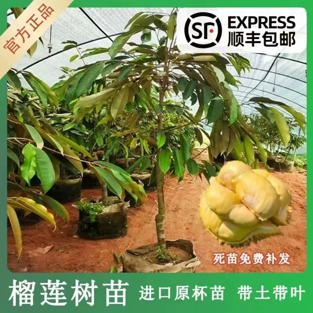 爆款海南金枕榴莲猫山王榴莲苗黑刺榴莲果树苗基地直发南方种