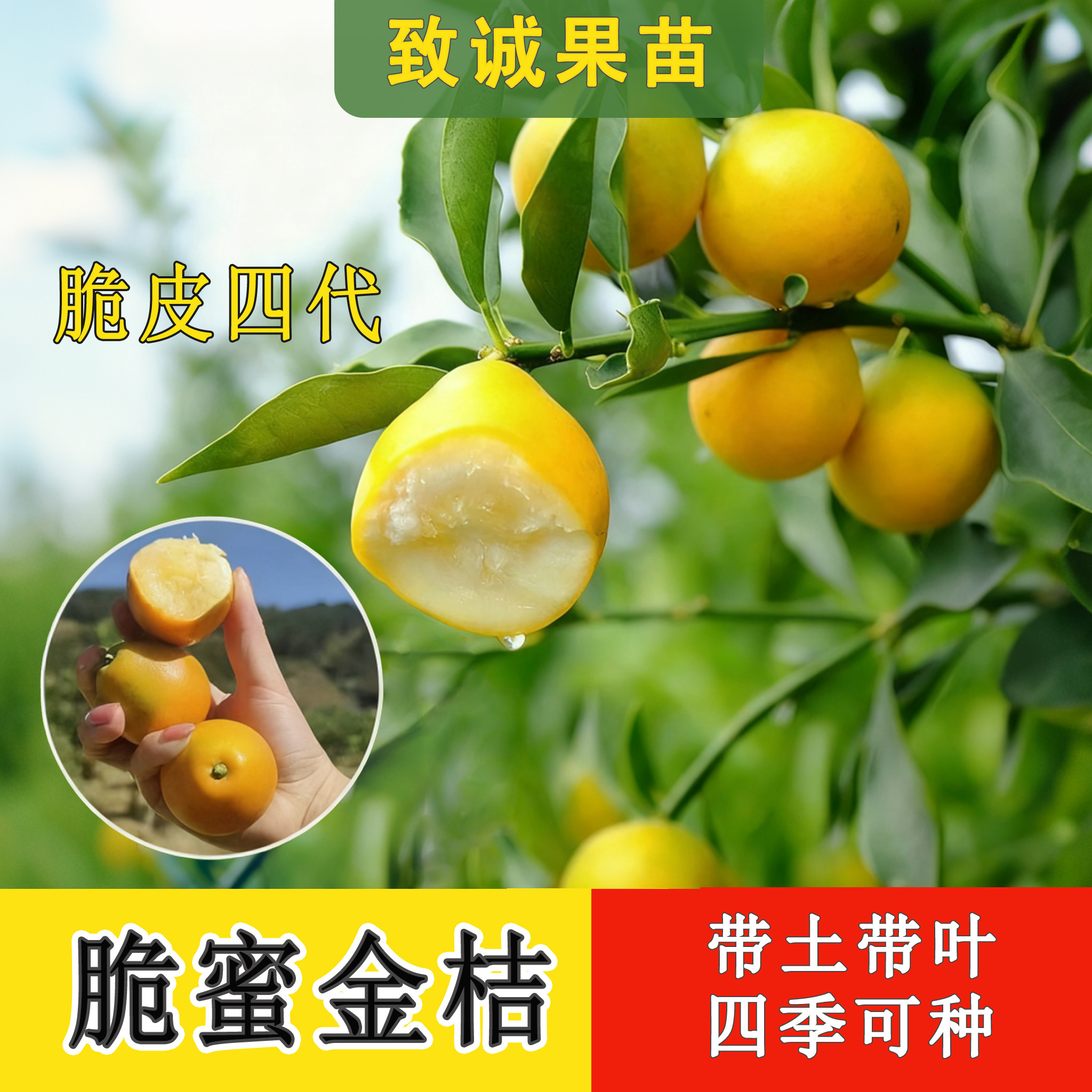 大果脆皮融安滑皮金桔果树苗