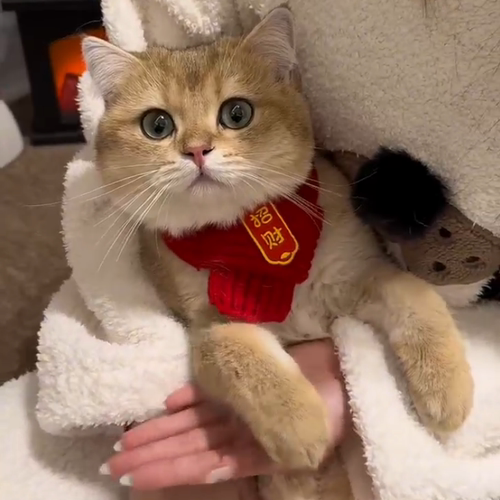猫咪围脖猫咪新年围巾宠物围脖红色保暖中国风小狗狗新年围巾