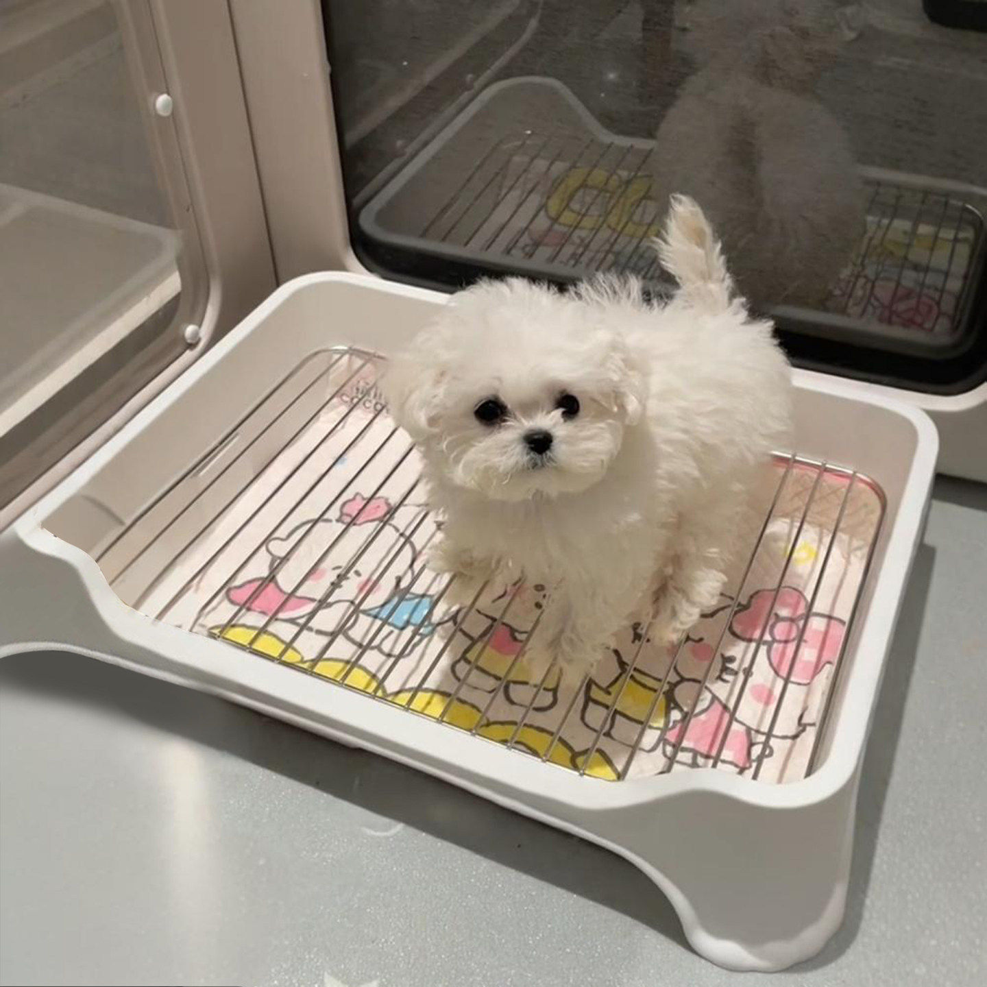 狗尿垫托盘狗狗厕所中小型犬尿盆防踩屎定点排便盆小狗厕所盆