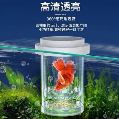 孔雀鱼繁殖隔离杯缸外缸内用独立