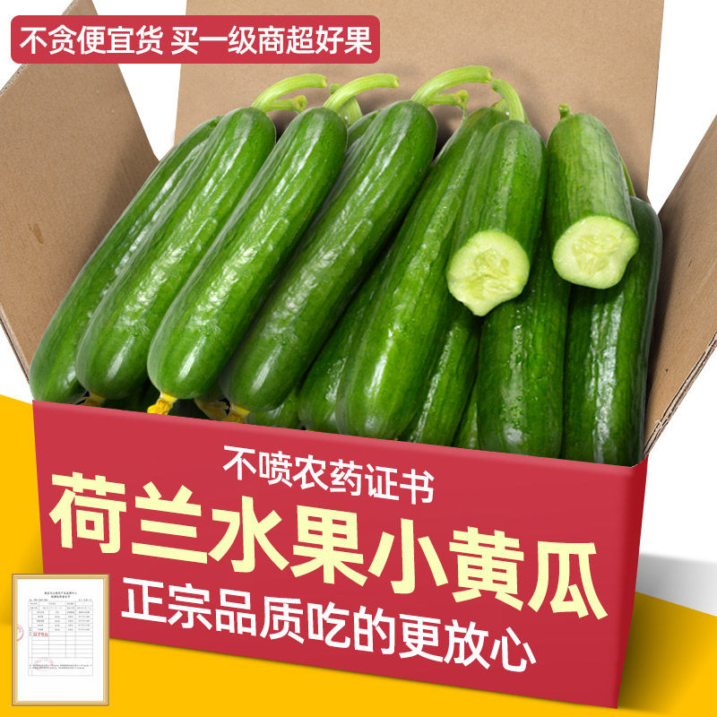 新鲜现摘水果山东黄瓜2斤小黄瓜生吃孕妇蔬菜脆嫩青瓜整箱包邮