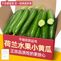 新鲜现摘水果山东黄瓜2斤小黄瓜生吃孕妇蔬菜脆嫩青瓜整箱包邮