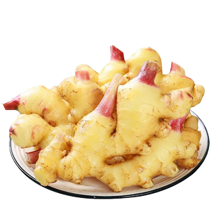 云南新鲜小黄姜正宗嫩姜仔姜当季新姜泡姜生姜鲜姜嫩姜芽子姜包邮