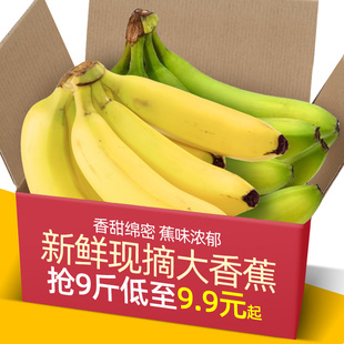 广西高山香蕉大香蕉现摘9斤新鲜水果批发10生青香蕉banana绿皮5米