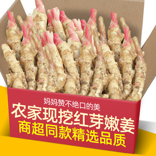 云南红芽嫩姜5斤装新鲜大仔姜子姜生姜现挖姜芽非小黄姜云南蔬菜