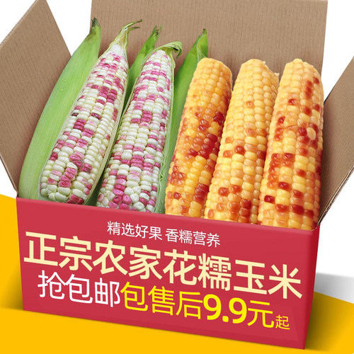 新鲜花糯玉米10斤现摘
