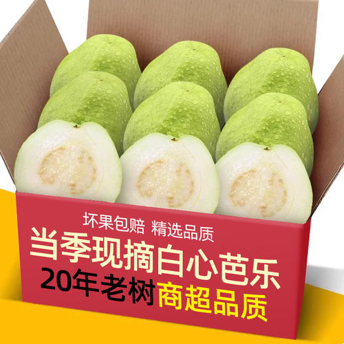 现摘农家白心芭乐番石榴