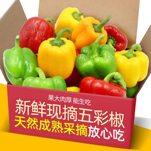 正宗山东甜椒生吃不辣五彩椒5斤新鲜圆椒红椒黄椒绿椒七彩水果椒