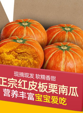 金贝贝南瓜金墩墩南瓜