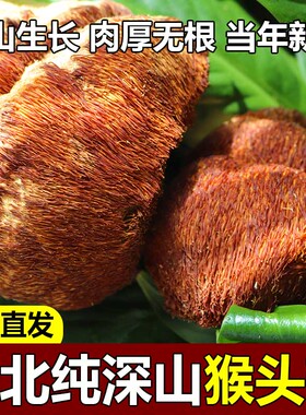东北特产山猴头菇干货特级高山无添加养胃长白山半野生猴头菇煲汤