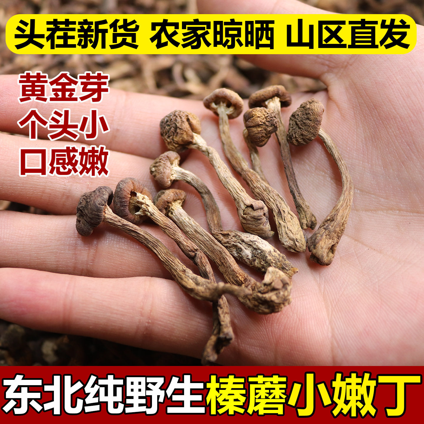 特小榛蘑芽东北野生榛蘑干货农家晾晒榛蘑丁山区小个头榛蘑黄金菇