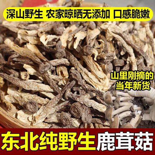 东北野生鹿茸菇干货特级新无硫