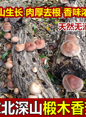 东北椴木香菇干货特级肉厚无根香菇山区直发散装特产香菇冬菇无硫