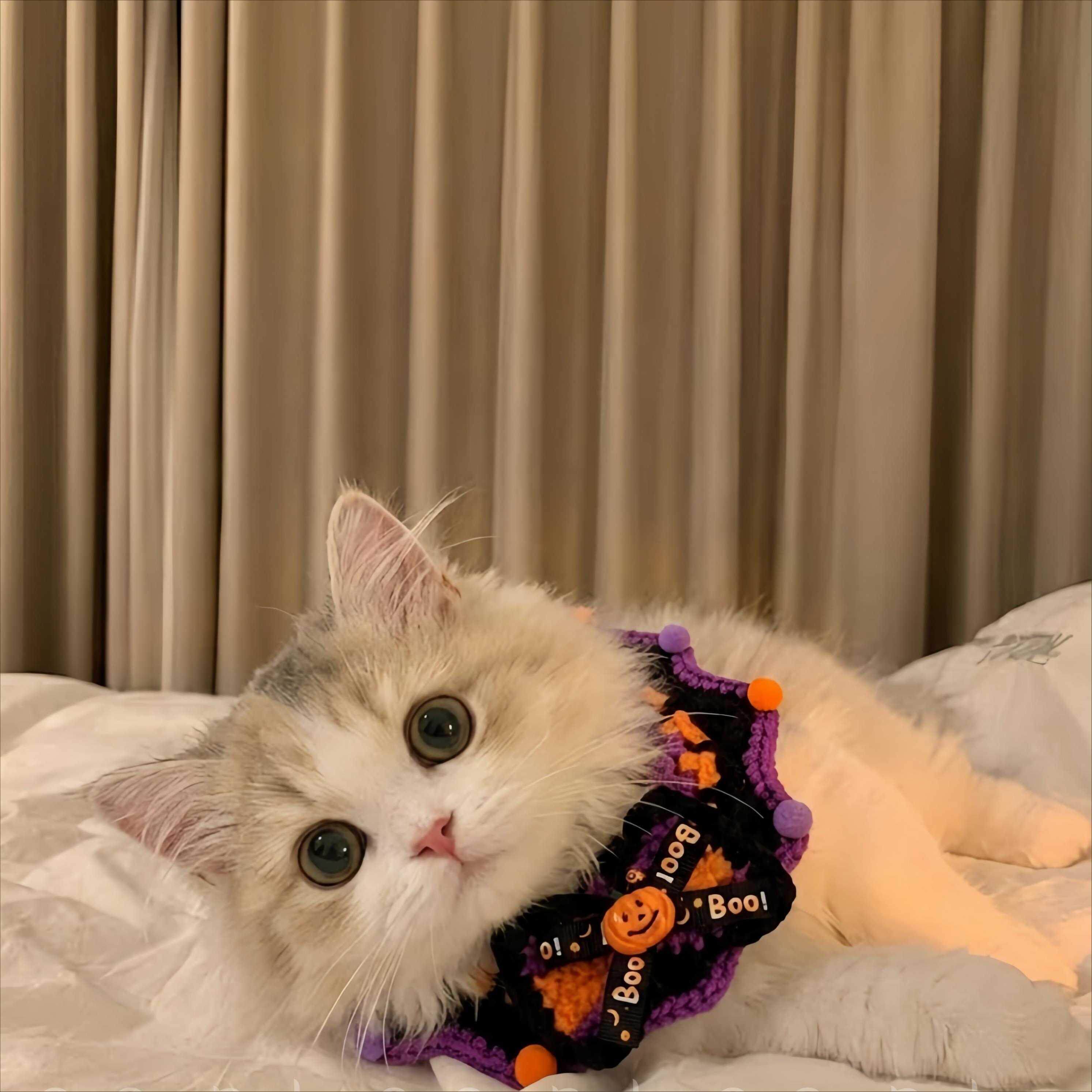 万圣节猫咪狗狗围巾手工编织毛线围脖帽子套装拍照搞怪饰品
