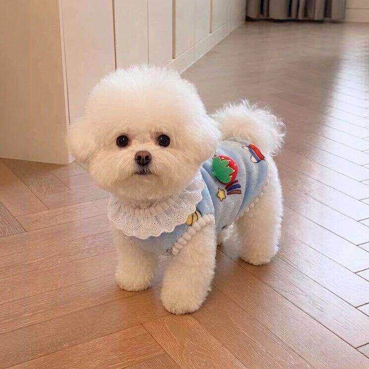狗狗衣服比熊雪纳瑞小型犬2026新款秋冬加厚保暖宠物背心高颜值