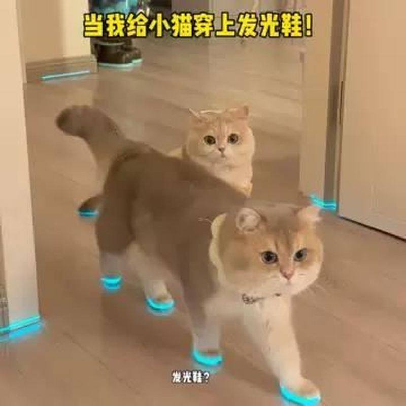 猫咪发光鞋宠物狗狗鞋子哨子夜光儿童玩具夜间拍照小配件撸猫装扮