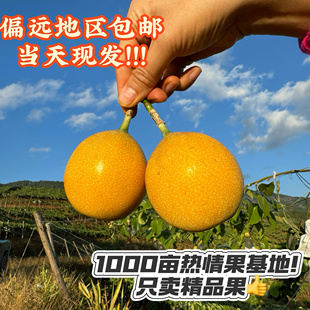 云南西双版纳热情果精品水果顺丰包邮一级果特大果送礼孕妇花斑果