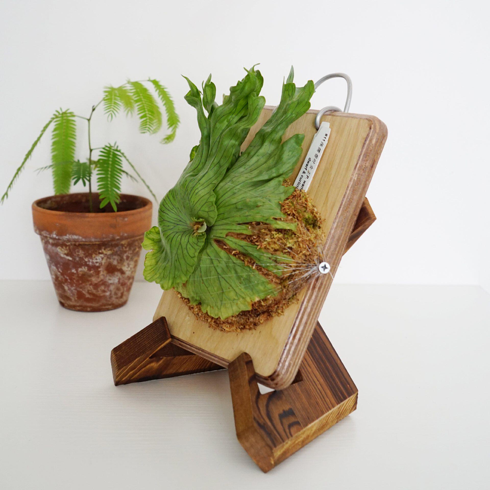 鹿角蕨植物摆架蕨类植物装饰架子木架子纯木实木桌面木质展示架