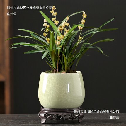 哥窑开片陶瓷花盆创意小叶紫檀文竹吊兰兰花盆景盆桌面小多肉花盆