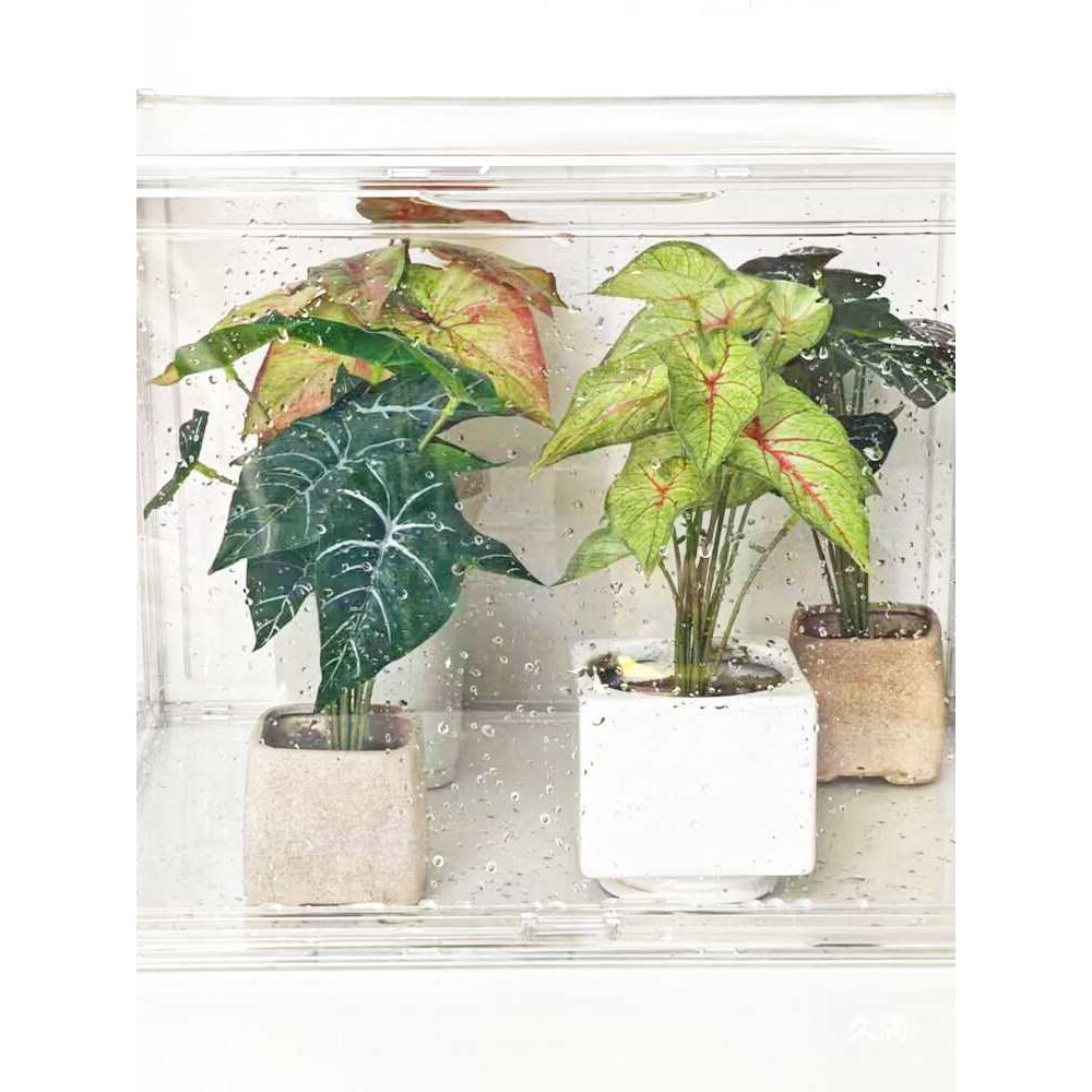 植物盒育苗热植柜盆栽展示架植物亚克力闷养箱透明防风保温箱防雨