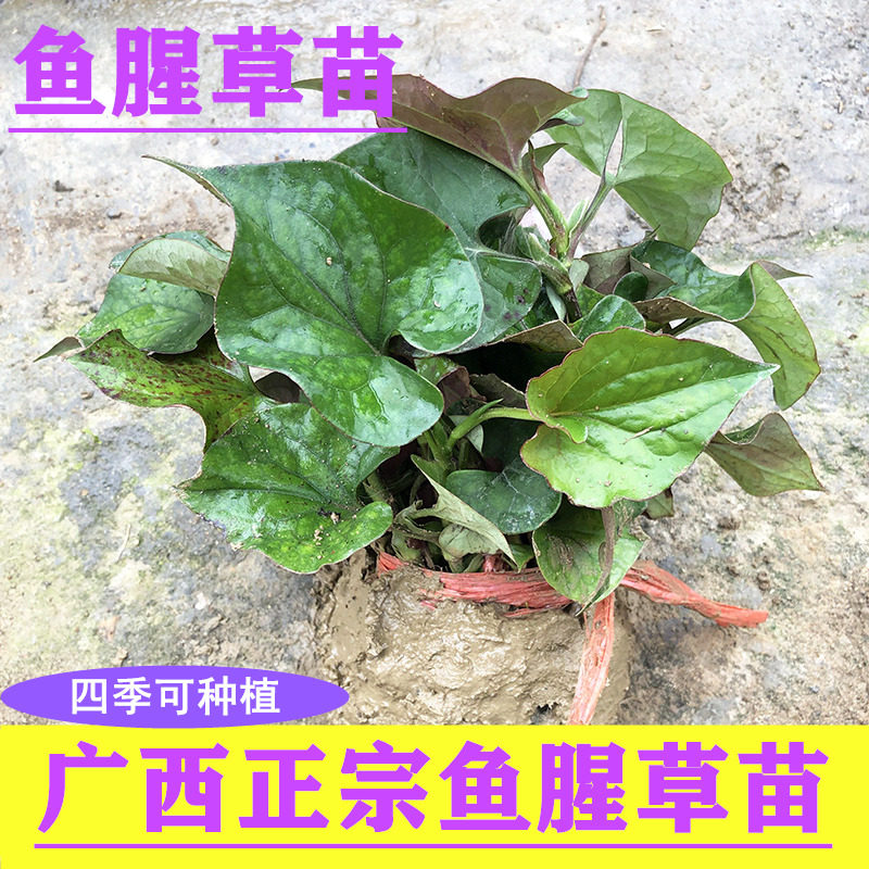 广西玉林本地正宗鱼腥草可食用绿植盆栽折耳根中草药苗 鱼腥草苗