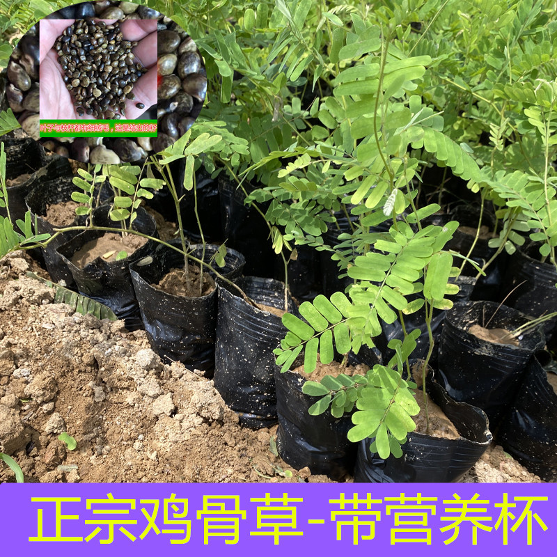 正宗鸡骨草苗食用中草药绿植盆栽 2026药材植物 可食用 口感叶甘