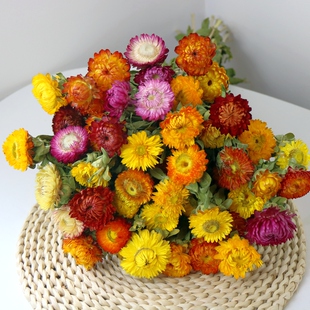 小雏菊干花真花风干天然轻奢高档云南干花花束客厅摆设装 饰摆件