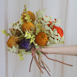澳洲进口干花高级感真花插花干果干树枝植物干燥花民宿装 饰班克木
