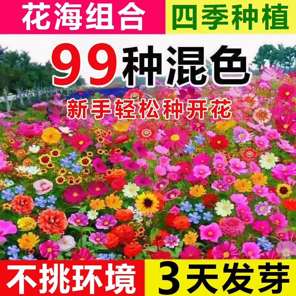 野花组合花种子四季播多年生室外矮生花种籽子开花庭院格桑花种孑