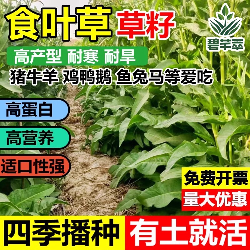 食叶草种子高蛋白四季多年生耐寒牧草养殖喂鸡鸭鹅猪牛羊鱼草种籽