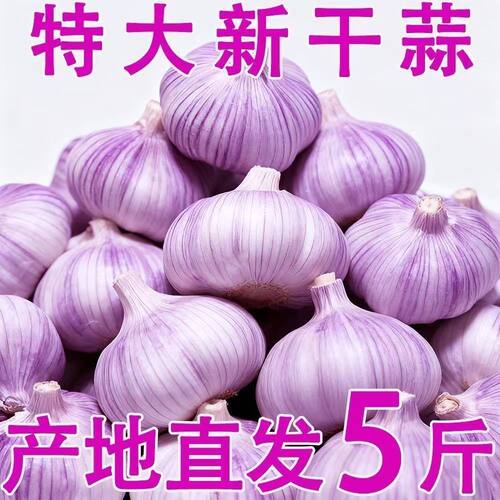 新干蒜】干大蒜头5斤河南农家自种200g起蒜紫白皮大蒜大蒜头家