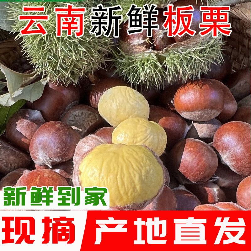 2026年新货现摘云南新鲜板栗生板栗油板栗子时令新鲜蔬菜栗子坚果