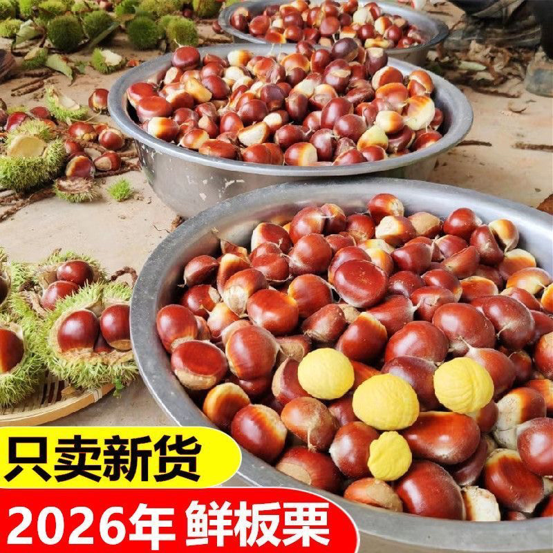 2026板栗生新鲜云南老树油栗子野生毛栗子迁西板栗野生锥毛栗子
