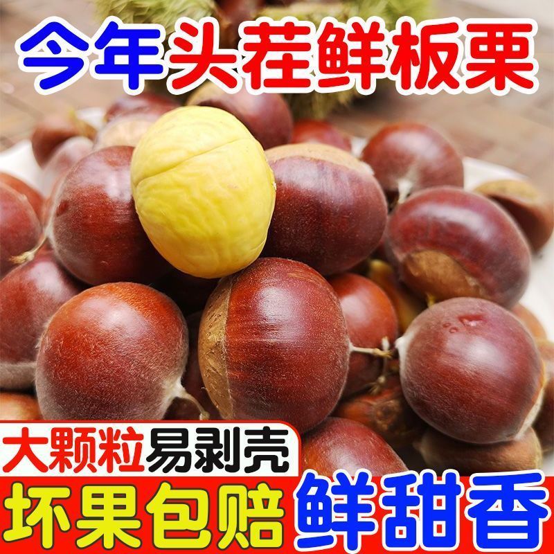 2026年新货迁西新鲜板栗生栗子云南野生小毛栗子生新鲜油栗子现摘