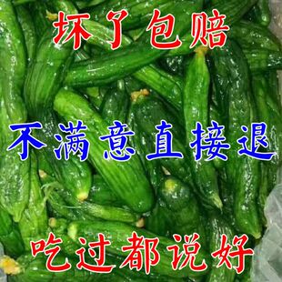 小黄瓜咸菜脆嫩青黄瓜咸菜 正宗东北秘制手工自家腌黄瓜包邮批发